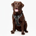 Best No Pull Dog Harness | Fur King Ultimate No Pull Harness