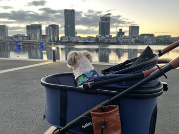 Are Pets Allowed On Australian Public Transport? The Full 2026 State-By-State Guide