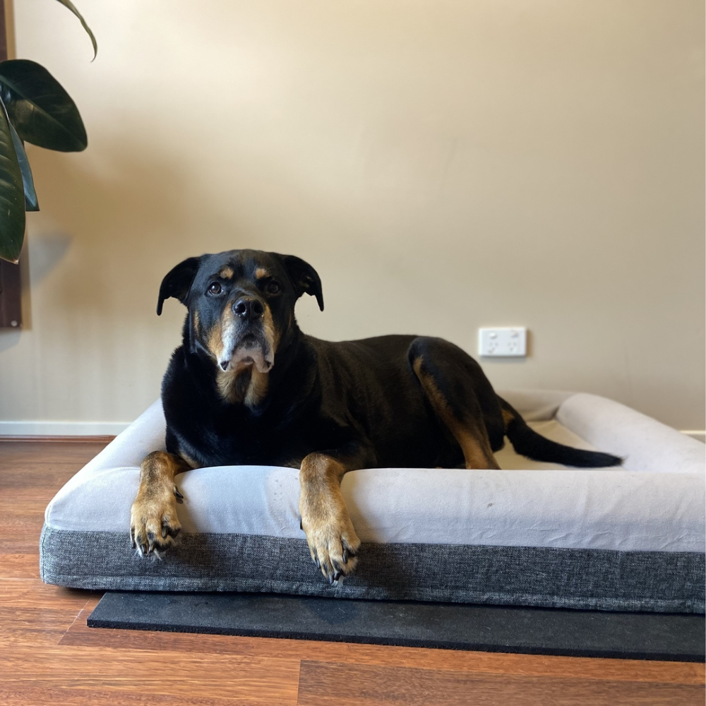 Orthopedic Dog Beds & Covers | Our Fur King Brilliant Collection