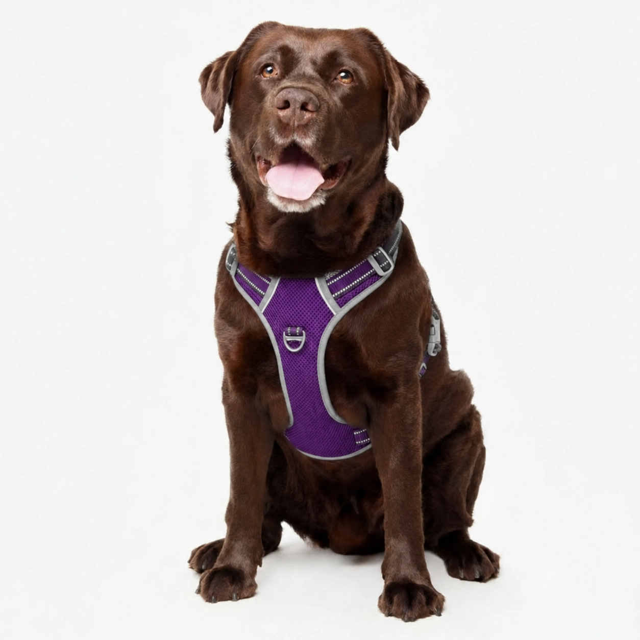 Dog Harnesses & Leads