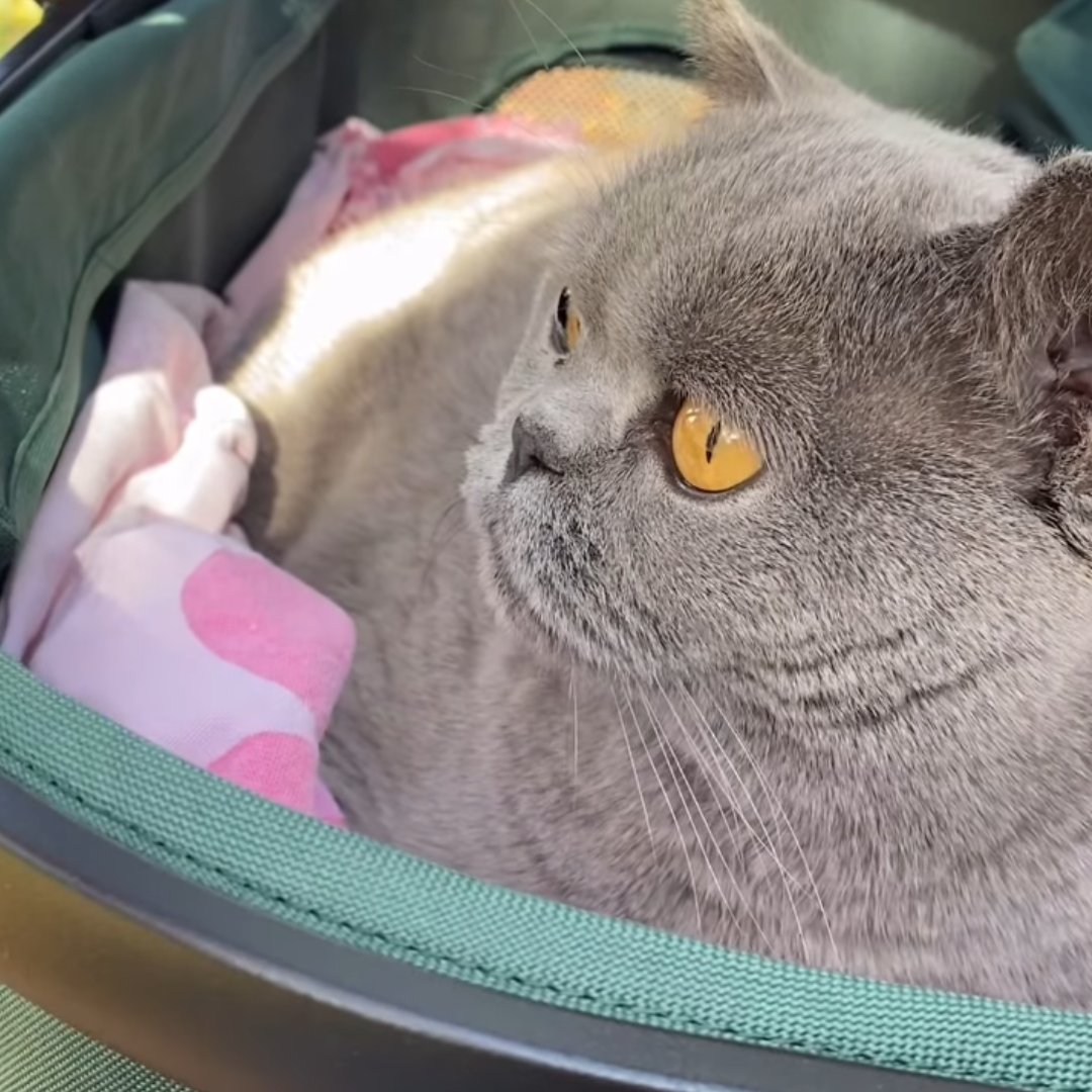 Fur King Jogger Dog Pram